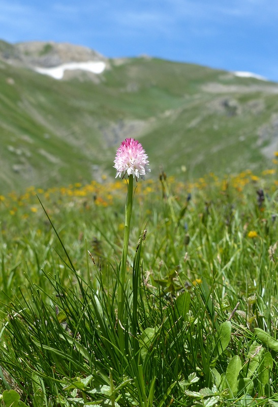 Nigritella corneliana, una regina nelle Alpi occidentali  Savoia francese   luglio 2023.